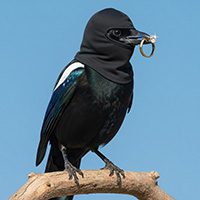 WHAT OUR MAGPIE COLLECTS